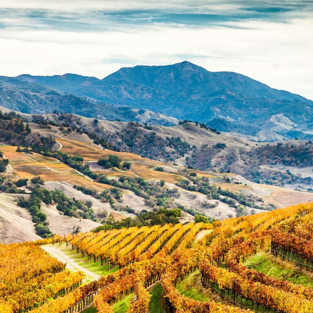 Sonoma County Outdoor View of Rolling Hills and Vineyards