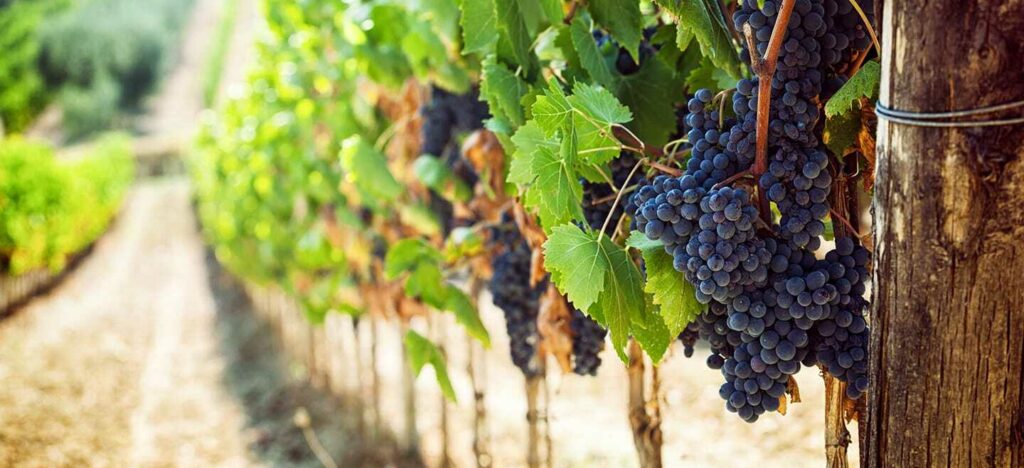 Sonoma County vineyard rows with grapes growing on the vines.