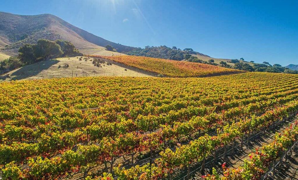 Rows of vineyards with golden hills in background during harvest in Sonoma County, near Exchange Bank Santa Rosa bank locations.