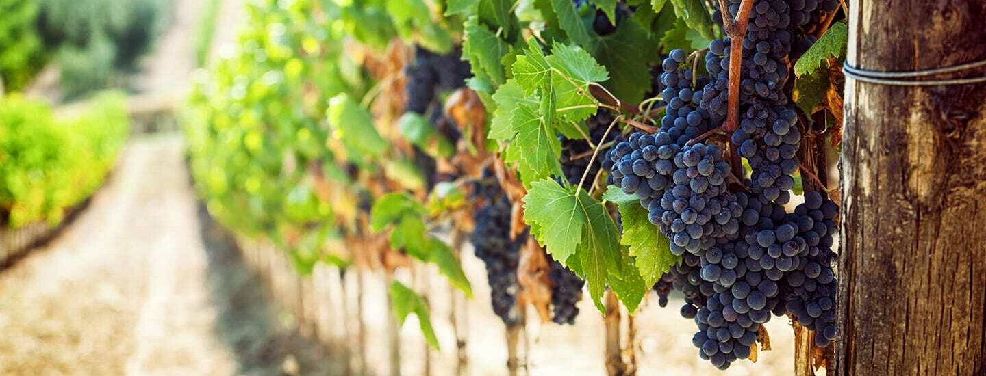 Sonoma County vineyard rows with grapes growing on the vines.