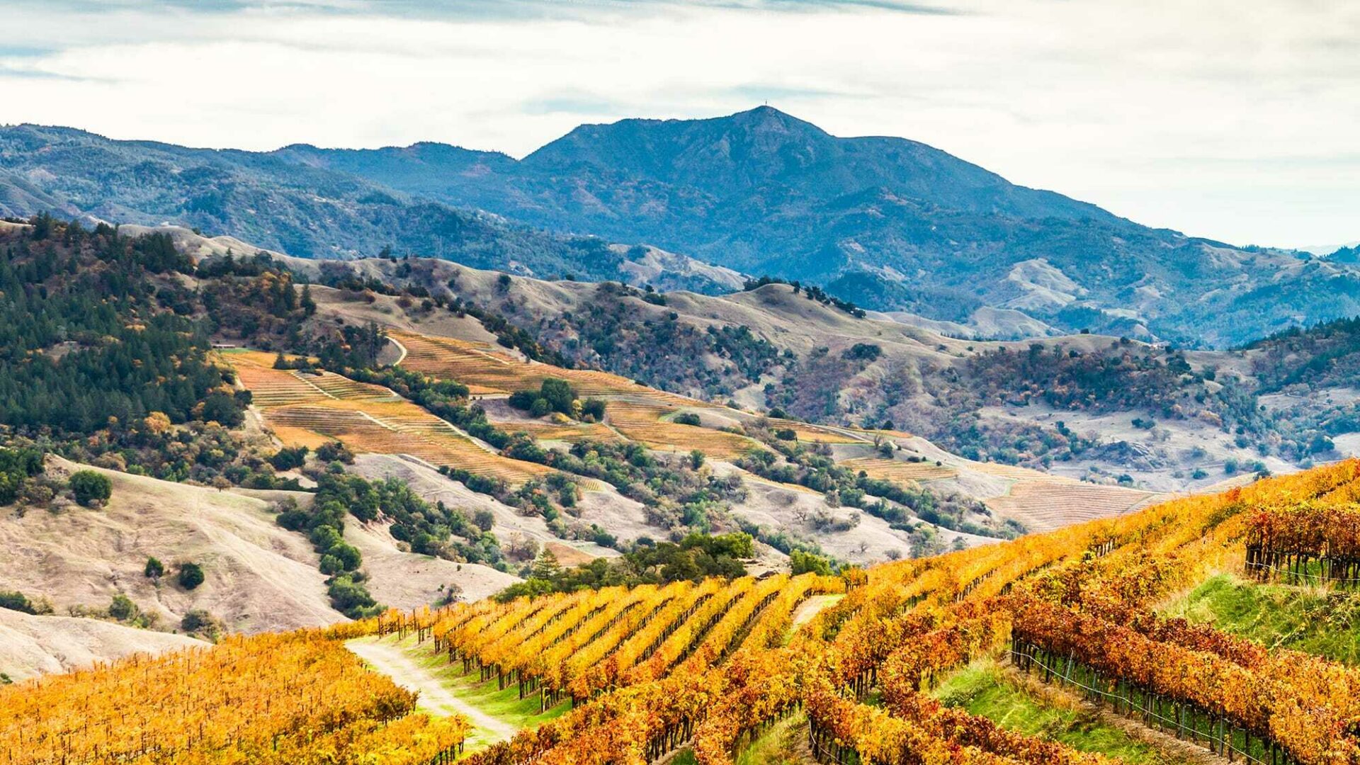 Sonoma County Outdoor View of Rolling Hills and Vineyards