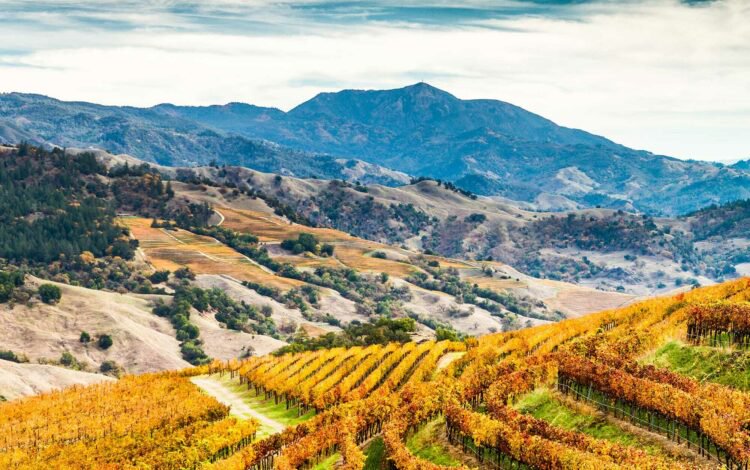 Sonoma County Outdoor View of Rolling Hills and Vineyards